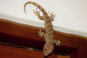 lizard-in-the-house